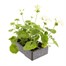 Geranium F1 Multibloom White 6 Pack Boxed BeddingAlternative Image4