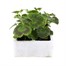 Geranium Hybrid Zonal Mix 6 Pack Boxed BeddingAlternative Image1