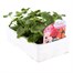 Geranium Hybrid Zonal Mix 6 Pack Boxed BeddingAlternative Image2