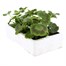 Geranium Hybrid Zonal Mix 6 Pack Boxed BeddingAlternative Image3