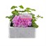 Geranium F1 Maverick Quicksilver 6 Pack Boxed BeddingAlternative Image1