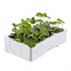 Geranium F1 Maverick Quicksilver 6 Pack Boxed BeddingAlternative Image4