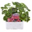 Geranium F1 Maverick Rose 6 Pack Boxed BeddingAlternative Image1