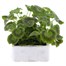 Geranium F1 Maverick Rose 6 Pack Boxed BeddingAlternative Image2