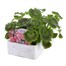 Geranium F1 Maverick Rose 6 Pack Boxed BeddingAlternative Image3