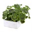 Geranium F1 Maverick Rose 6 Pack Boxed BeddingAlternative Image4