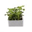 Geranium F1 Maverick Salmon 6 Pack Boxed BeddingAlternative Image1