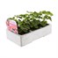 Geranium F1 Maverick Salmon 6 Pack Boxed BeddingAlternative Image2