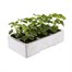 Geranium F1 Maverick Salmon 6 Pack Boxed BeddingAlternative Image3