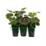 Geranium F1 Maverick Scarlet Mini 6 Boxed Bedding Alternative Image