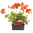 Geranium F1 Maverick Scarlet 6 Pack Boxed BeddingAlternative Image1