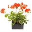 Geranium F1 Maverick Scarlet 6 Pack Boxed BeddingAlternative Image2