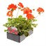 Geranium F1 Maverick Scarlet 6 Pack Boxed BeddingAlternative Image3