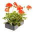 Geranium F1 Maverick Scarlet 6 Pack Boxed BeddingAlternative Image4