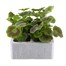 Geranium F1 Maverick Star 6 Pack Boxed BeddingAlternative Image1