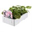 Geranium F1 Maverick Star 6 Pack Boxed BeddingAlternative Image2