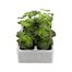 Geranium F1 Maverick Violet 6 Pack Boxed BeddingAlternative Image1