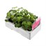 Geranium F1 Maverick Violet 6 Pack Boxed BeddingAlternative Image2