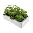 Geranium F1 Maverick Violet 6 Pack Boxed BeddingAlternative Image4