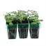 Geranium F1 Maverick Violet Mini 6 Boxed Bedding Alternative Image