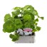 Geranium F1 Maverick White 6 Pack Boxed BeddingAlternative Image1