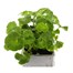 Geranium F1 Maverick White 6 Pack Boxed BeddingAlternative Image2