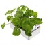 Geranium F1 Maverick White 6 Pack Boxed BeddingAlternative Image3