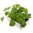 Geranium F1 Maverick White 6 Pack Boxed BeddingAlternative Image4