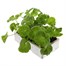 Geranium F1 Maverick White 6 Pack Boxed BeddingAlternative Image4