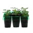 Geranium F1 Maverick White Mini 6 Boxed Bedding Alternative Image