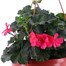 Geranium Mixed 25cm Hanging Pot Bedding Basket Alternative Image