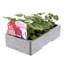 Geranium F1 Multibloom Mixed 6 Pack Boxed BeddingAlternative Image2