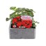 Geranium F1 Multibloom Scarlet 6 Pack Boxed BeddingAlternative Image1