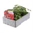 Geranium F1 Multibloom Scarlet 6 Pack Boxed BeddingAlternative Image3