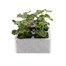 Geranium Raspberry Ripple 6 Pack Boxed BeddingAlternative Image1