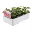 Geranium Raspberry Ripple 6 Pack Boxed BeddingAlternative Image2