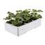 Geranium Raspberry Ripple 6 Pack Boxed BeddingAlternative Image3