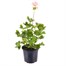 Geranium Summer Twist Salmon 13cm Pot BeddingAlternative Image1