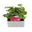 Geranium Survivor Hot Pink Jumbo 6 Pack Boxed BeddingAlternative Image1