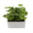 Geranium Survivor Hot Pink Jumbo 6 Pack Boxed BeddingAlternative Image2