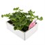 Geranium Survivor Hot Pink Jumbo 6 Pack Boxed BeddingAlternative Image3