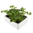 Geranium Survivor Hot Pink Jumbo 6 Pack Boxed BeddingAlternative Image4