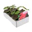 Geranium Bullseye Cherry 6 Pack Boxed BeddingAlternative Image2