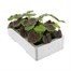 Geranium Bullseye Cherry 6 Pack Boxed BeddingAlternative Image3