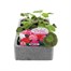 Geranium Ringo Mixed 6 Pack Boxed BeddingAlternative Image1