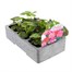 Geranium Ringo Mixed 6 Pack Boxed BeddingAlternative Image3