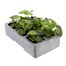 Geranium Ringo Mixed 6 Pack Boxed BeddingAlternative Image4