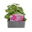Geranium Candyfloss 6 Pack Boxed BeddingAlternative Image1