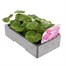 Geranium Candyfloss 6 Pack Boxed BeddingAlternative Image3