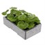 Geranium Candyfloss 6 Pack Boxed BeddingAlternative Image4
